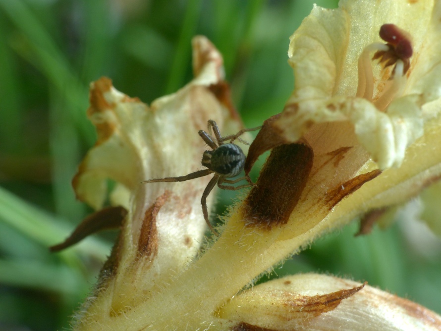 Thomisidae - Xysticus sp., giovane